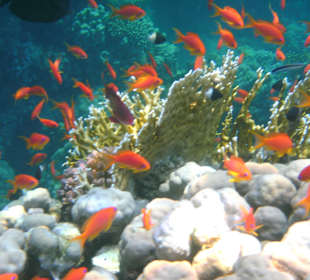 Mangroven-Bay
