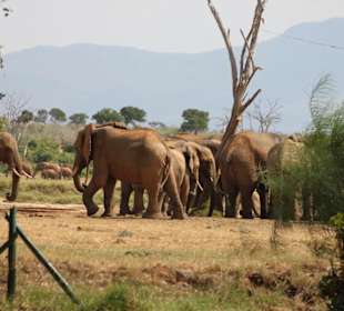 Sentrim Camp Tsavo Ost