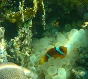 Clownfisch am Hausriff