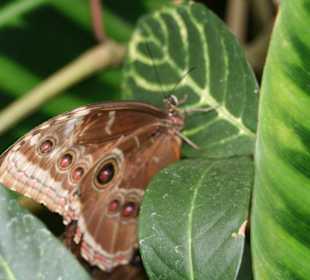 Schmetterlingshaus Mainau