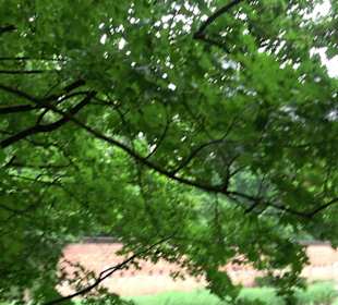 Baumlehrpfad Glacis Park