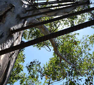 "Stufen" nach oben auf den Baum
