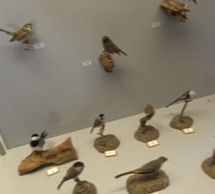 Natur- und Jagdmuseum