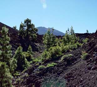 Vulkan Landschaft und Pflanzen