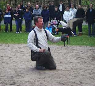 Greifvogelshow