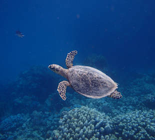 Schildkröte am Außenriff