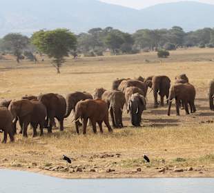 Elephants at Aruba dam tsavo east