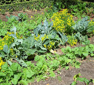 Im Bauerngarten des Botanischen Gartens