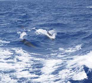 Schnorcheln mit Delfinen-Morgenland Reisen