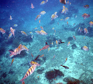 Schnorcheln vor Cozumel