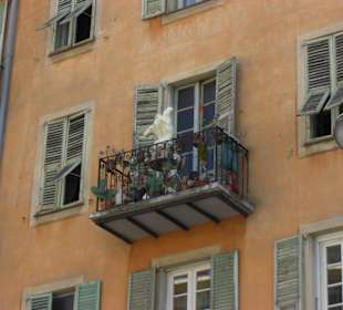 Viele Motive in Nizza