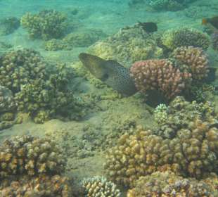 Schnorcheln beim Fort Arabesque