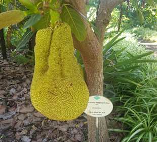 Botanischer Garten Puerto de la Cruz