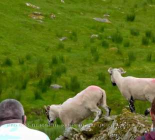 Besucher fotografieren davonspringende Schafe