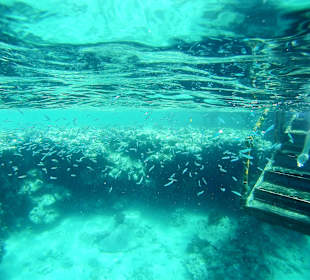 Schnorcheln Marsa Alam