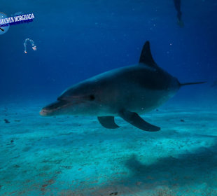 Schnuppertauchen Hurghada