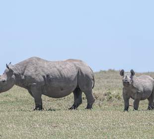 Rhinos Ol Pejeta