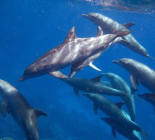 Schnorcheln Am Hausriff Gorgonia Beach!