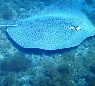 Schnorcheln Marsa Alam