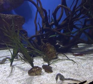 National Aquarium Malta