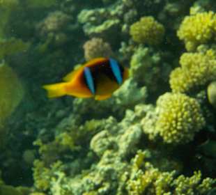 Sharm el Naga