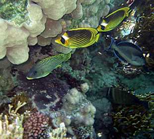 Tabakfalterfische, Süßlippe, Doktorfisch