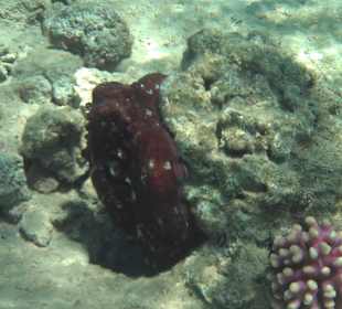 Schnorcheln Makadi Bay