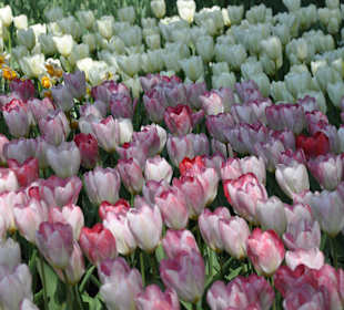 Парк Кекенхоф в Голандии