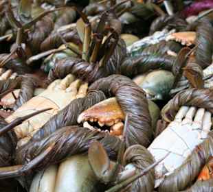 Seafood - frischer geht es nicht