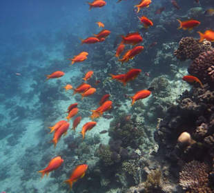 Die Unterwasserwelt am Hausriff