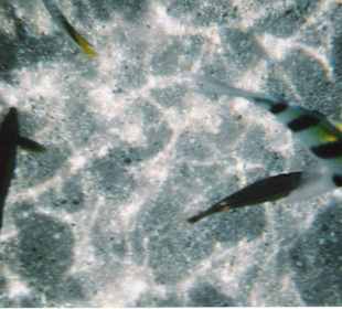 Schnorcheln in Sharm el Naga