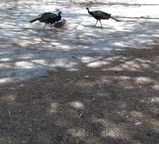 Tierparadies für Pfau