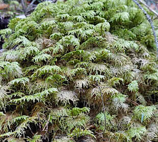 Wandern Sankt Wolfgang im Salzkammergut