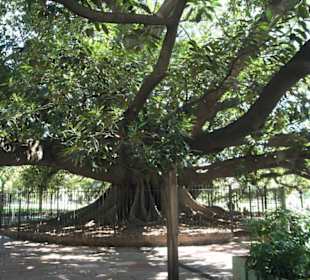 Дерево в районе Риколете