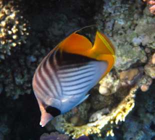 Fähnchenfalterfisch