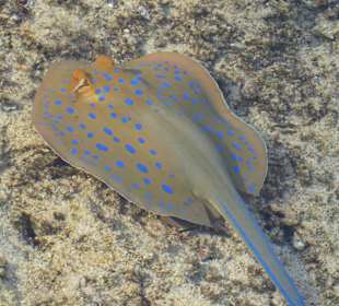 Schnorcheln Marsa Alam