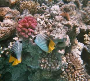 Zwei Fähnchenfalterfische