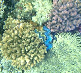 Schnorcheln ist angesagt!