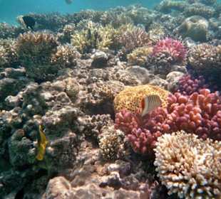 Schöne Unterwasserwelt!