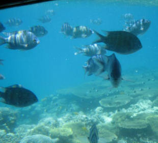 Blick durch den Glasboden