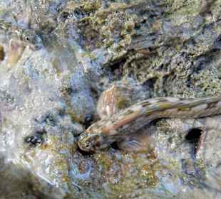 Felsen-Kammzähner 12cm (Oberwasser)