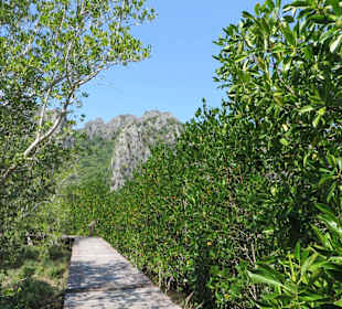 Mangrovenweg am Headquarter