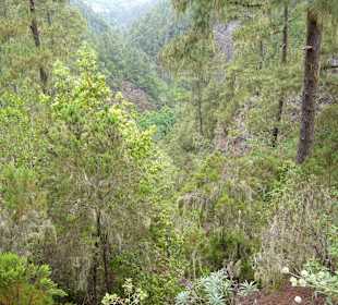 Kiefernwald