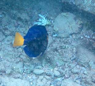 Schnorcheln Hurghada