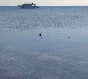 Delfin Tour Marsa Alam