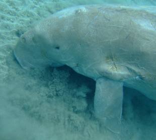 El Malikia Swiss Inn Resort Abu Dabbab