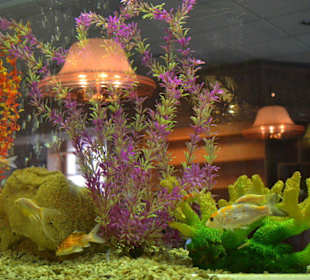 Japanisches Restaurant Arigato