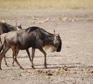 Gnus