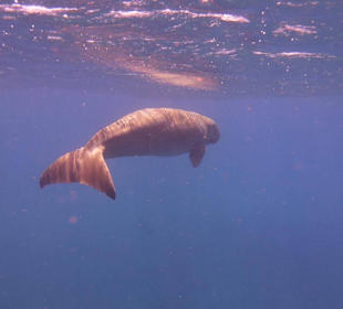 Dugong in Abo Dabbab 