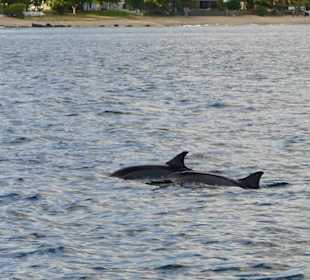 Delfine in der Tamarin Bucht